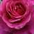 Rózsaszín - Nosztalgia rózsa - Naomi™